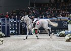 Allen_Molly Malone_Verona2014_SS7_8645.jpg : Allen Bertram, FIERA CAVALLI 2014, Molly Malone, foto di Stefano Secchi ©
